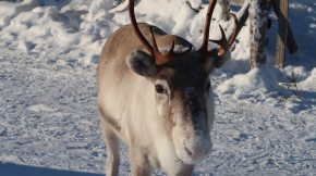Reindeer in Ylläs